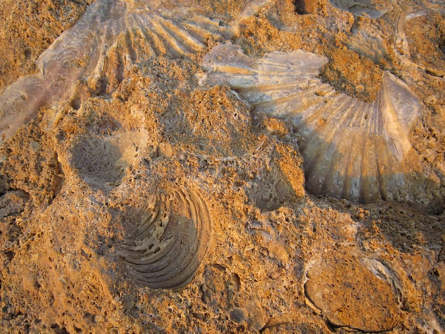 petrificación, fosilizados, mejillones, playa, conchas, conchas de mejillones, cerca, naturaleza, sin personas, día