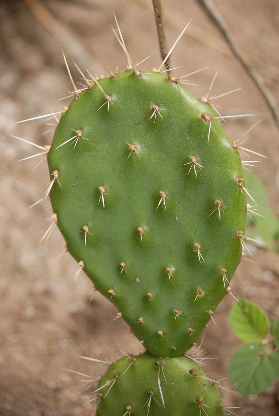cactus, espinas, naturaleza, planta suculenta, espina, con pinchos, color verde, fuerte, crecimiento, planta