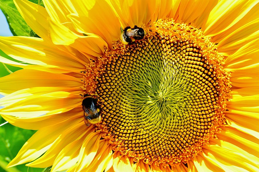 two, honey bees, sunflower, sun flower, bumblebees, summer, garden, blossom, bloom, yellow