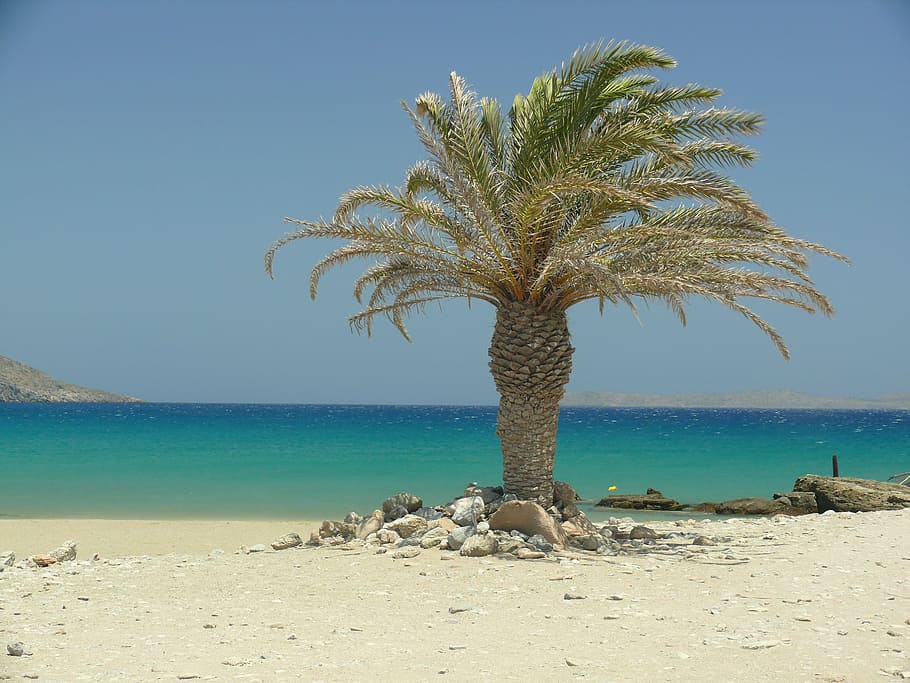 crete, palm trees, beach, sun, sea, shadow, palm, feeling, landscape, beautiful