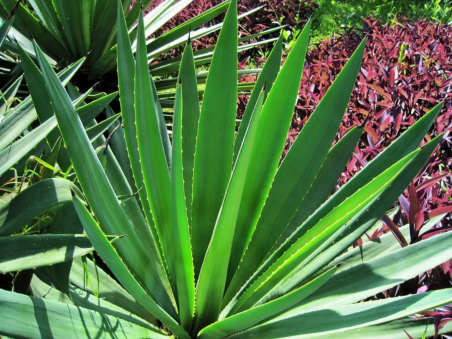 Plant, Base, Leaves, Spiky, Sisal, thick, growth, leaf, green color, nature