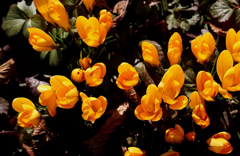 クロッカス, 春, 春の兆候, 花, 太陽の光, 開花植物, 自然の美しさ, 黄色, もろさ, 脆弱性
