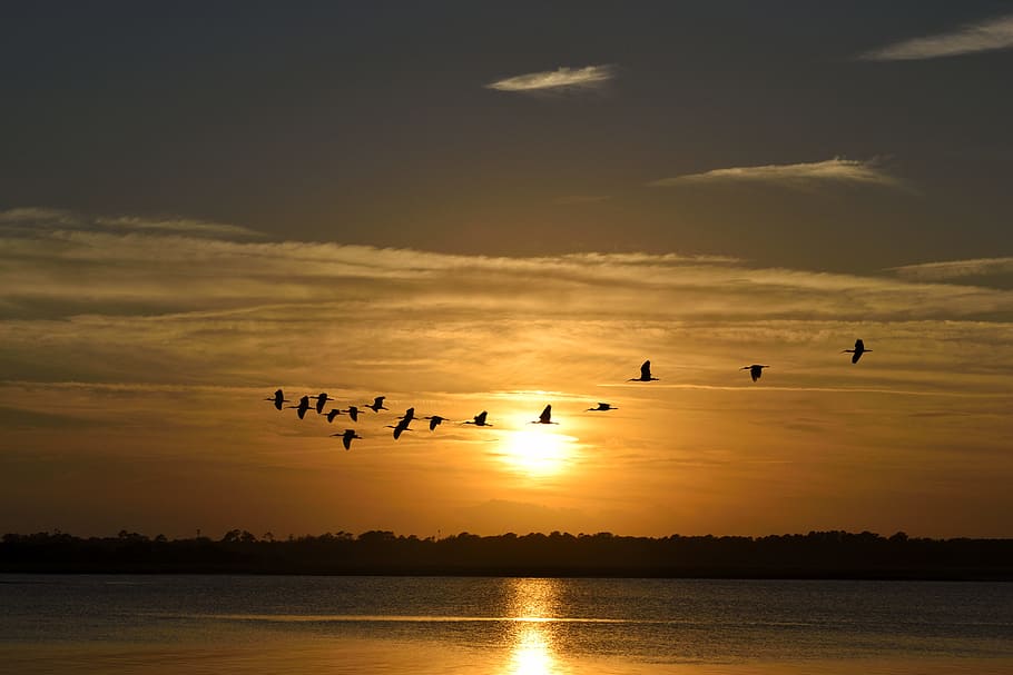 flock, birds, flying, white, clouds, golden, hour, sunset, florida, avian