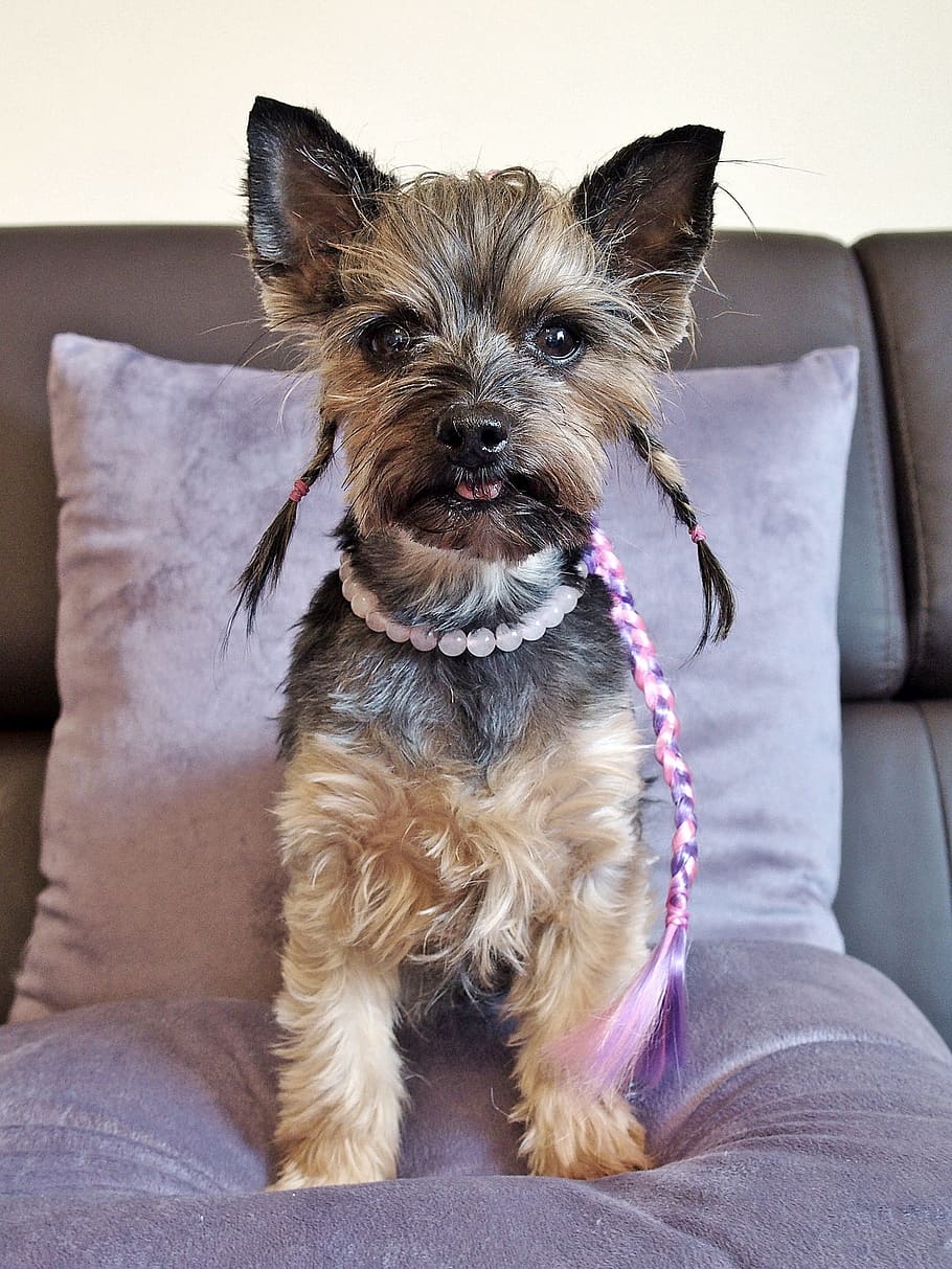 yorkie, dog, sweet, yorkshire terrier, fashionable, nice, sitting, pets, domestic, domestic animals