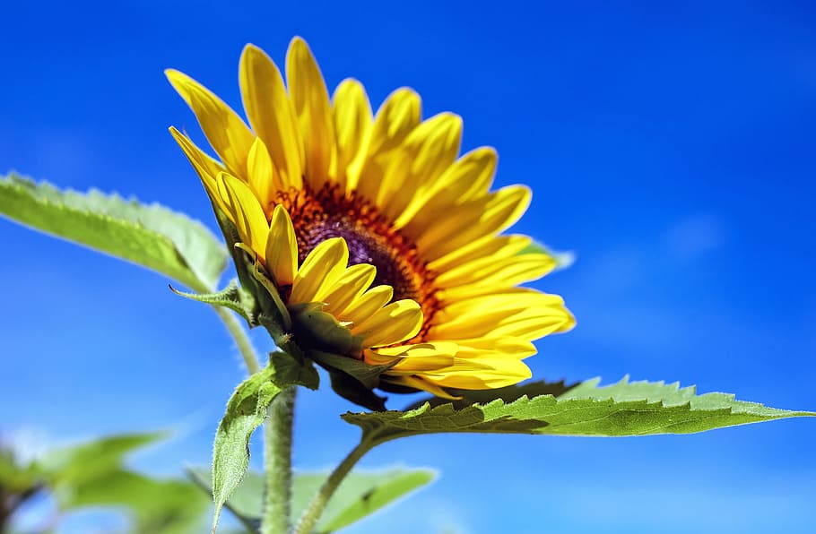 closeup, sunflower, sun flower, flower, flowers, yellow, sky, summer, nature, plant