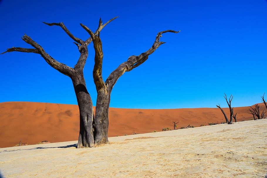 namibia, dead vlei, desert, africa, climate, scenics - nature, landscape, sky, land, blue