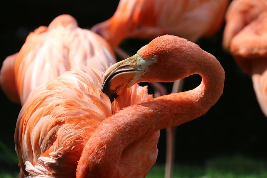 flamingo merah muda, burung, taman, pena, penyeberang, merah muda, kebun binatang, flamingo, tema binatang, hewan