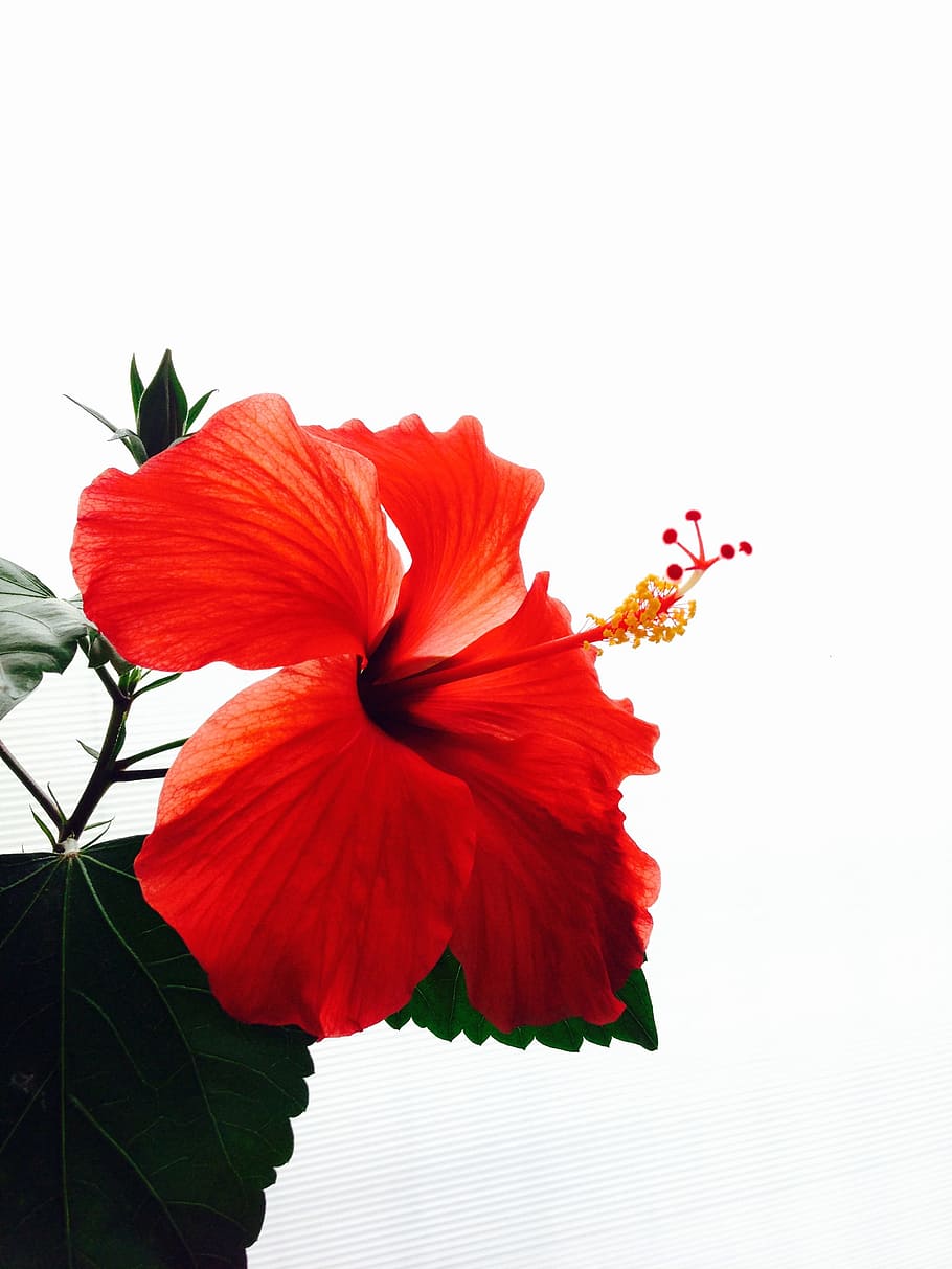 Hibiscus, Flowers, red, southern countries, vivid, flower, petal, flower head, blossom, fragility