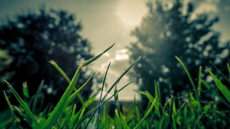 selektif, fotografi fokus, hijau, bidang rumput, rumput, matahari, alam, pertumbuhan, tanaman, padang rumput