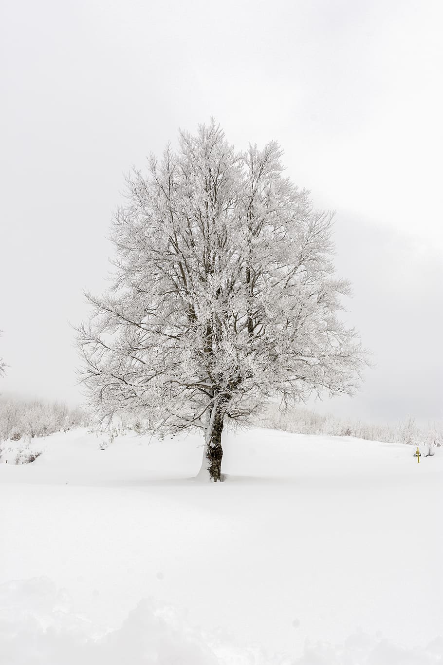 snow, winter, frozen, nature, landscape, cold, clouds, cold temperature, tree, beauty in nature