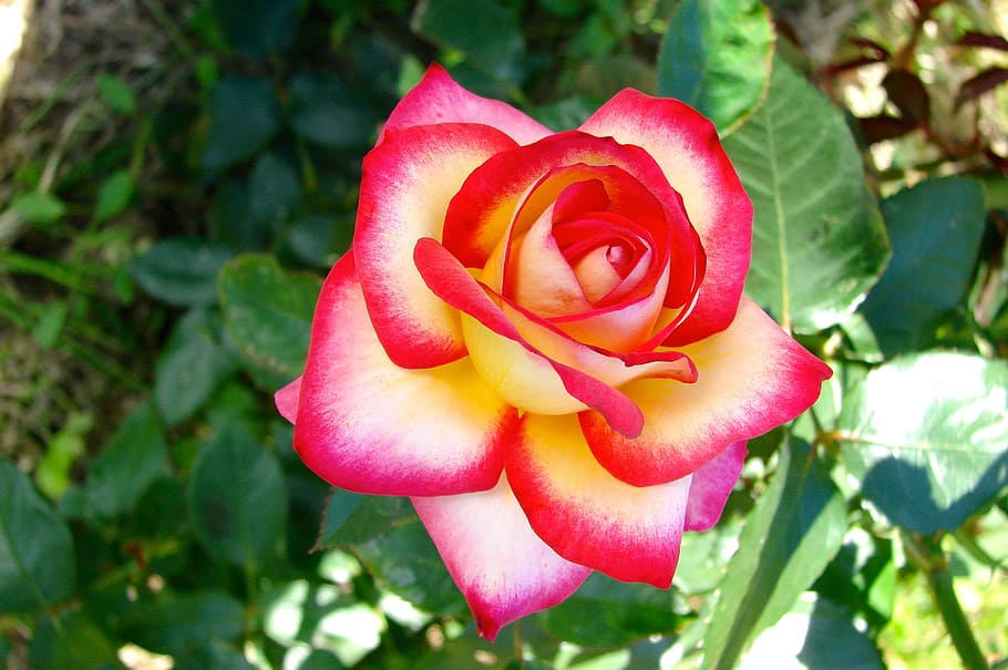 розовый, цветок, штриховка, куст роз, лепестки, роза, цветущее растение, растение, красота в природе, роза - цветок