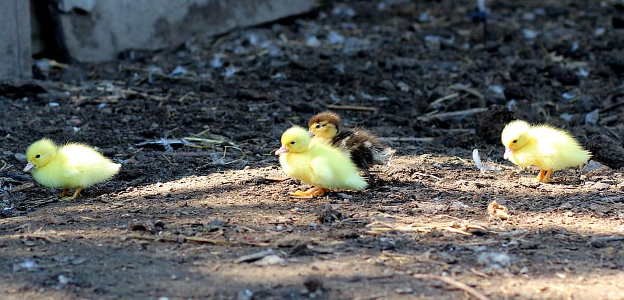 アヒルの子 鳥 黄色 ふわふわ 鶏 小さい かわいい 動物テーマ 動物 若い鳥 Pxfuel