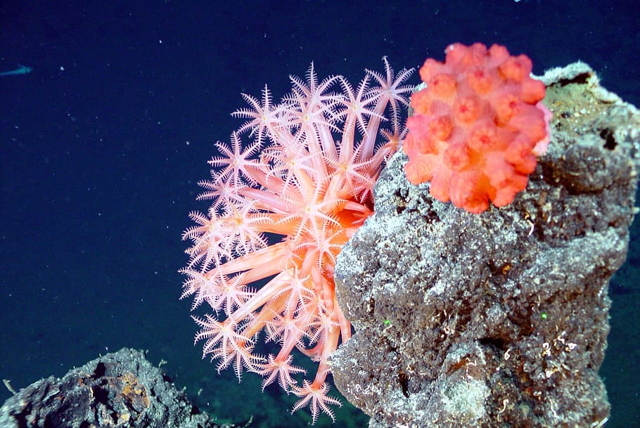 orange, sea flower, corals, sea, flower, soft corals, mushroom coral, ocean, water, underwater