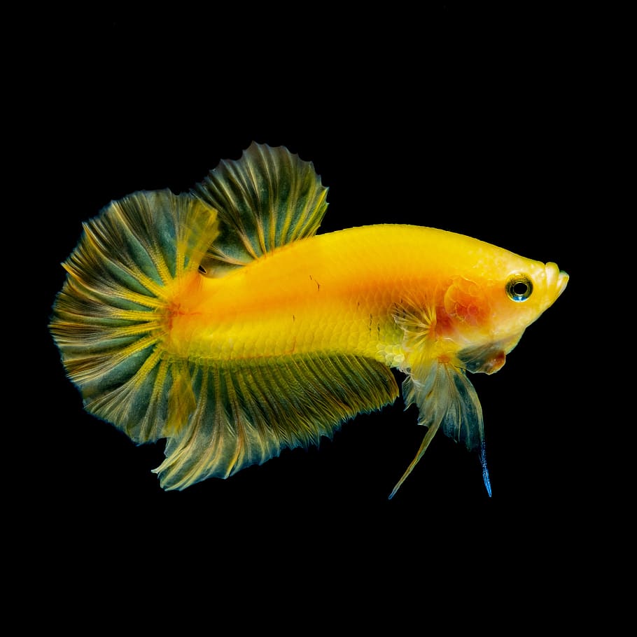 betta fish yellow, water, aquarium, nature, animal, thailand, fish, colorful, black background, studio shot