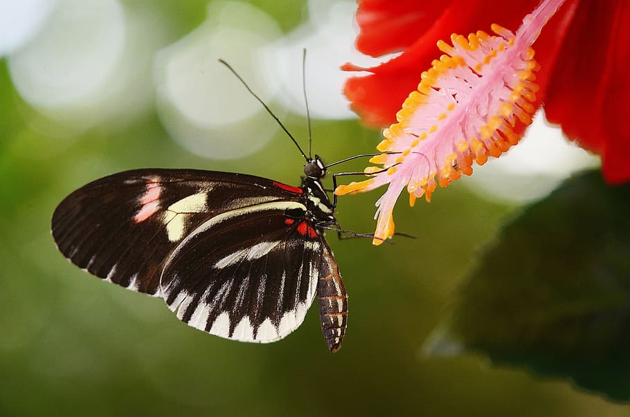 selective, focus photography, black, butterfly, red, hibiscus flower, papilio rumanzovia, animal, insect, elymnias hypermnestra