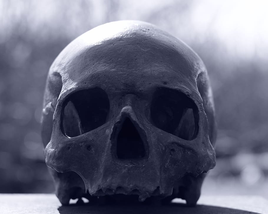 cráneo y huesos cruzados, cráneo, humano, cabeza, cara, huesos, muerte, mortal, muerto, esqueleto