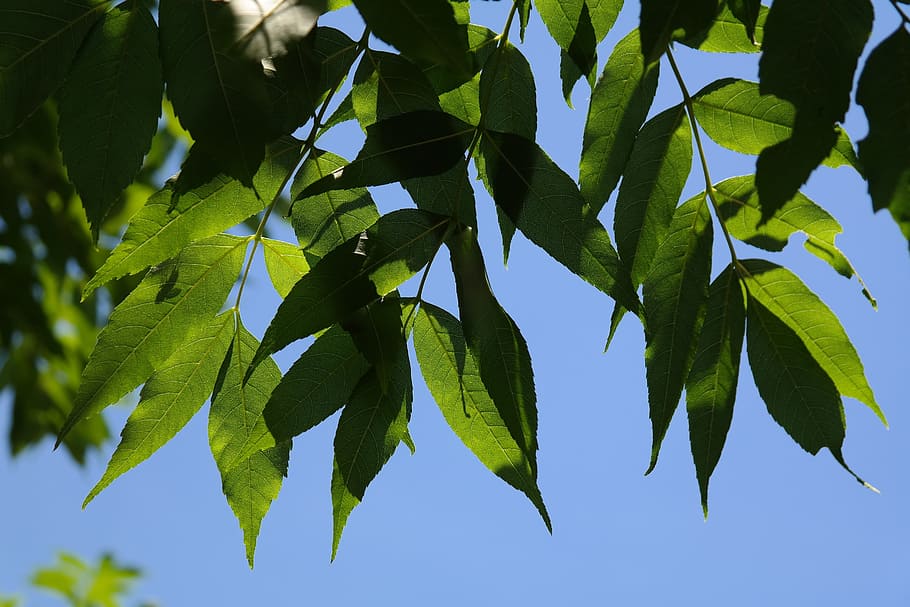 Leaves, Green, Green, Tree, Common Ash, leaves, green, tree, ash, ordinary ash, high ash, fraxinus excelsior