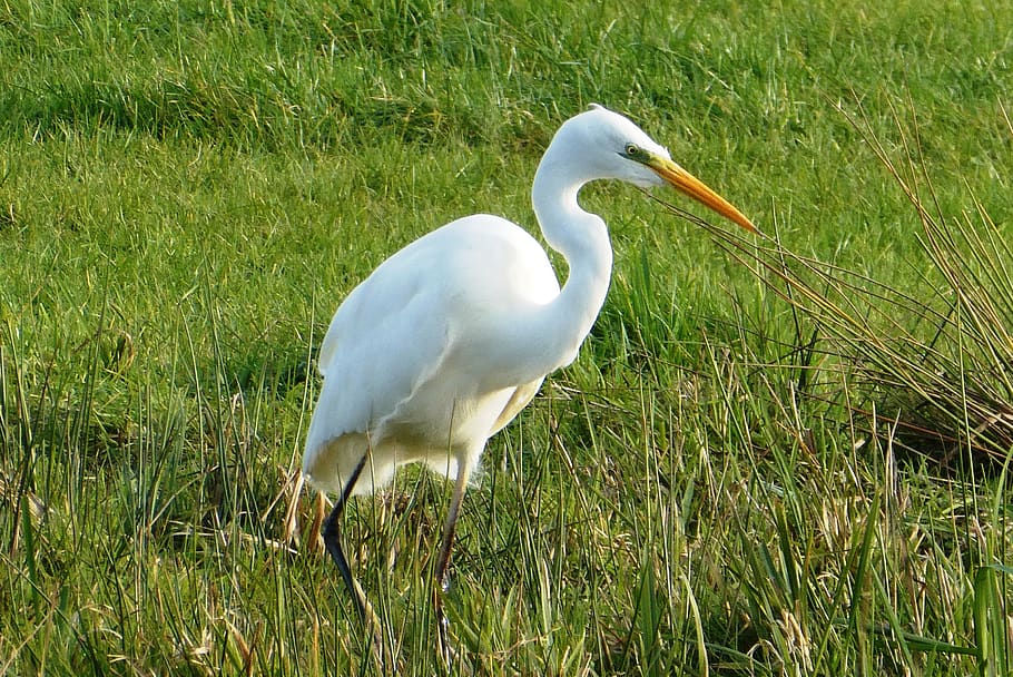white heron, ditch, grass, pasture, beak, neck, white, heron, a wild water bird, animal themes