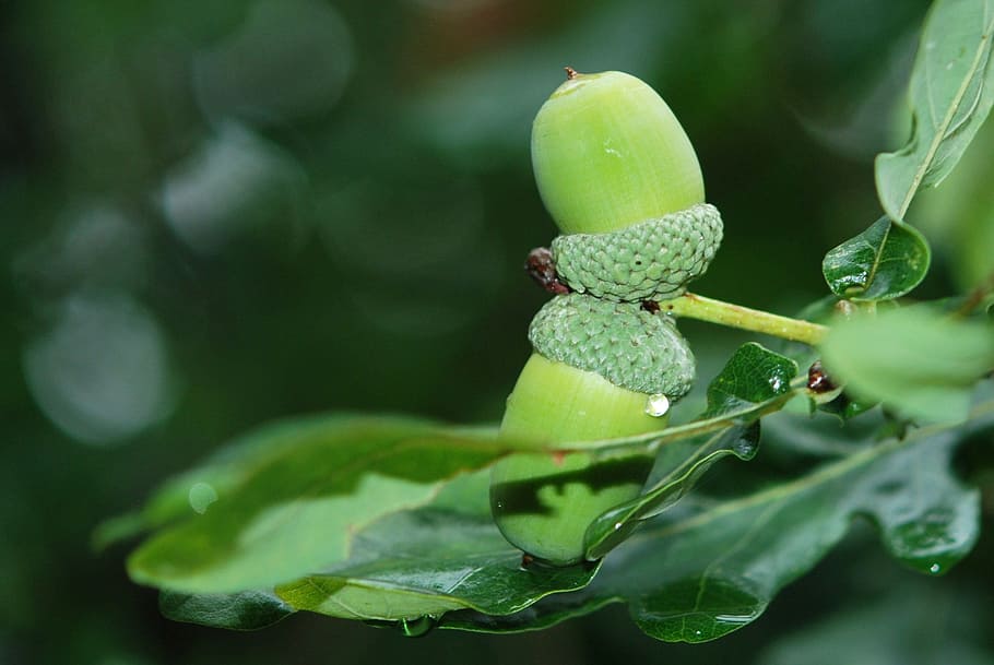 Acorns, Nuts, Green, Leaf, Foliage, green, leaf, green color, freshness, growth, close-up