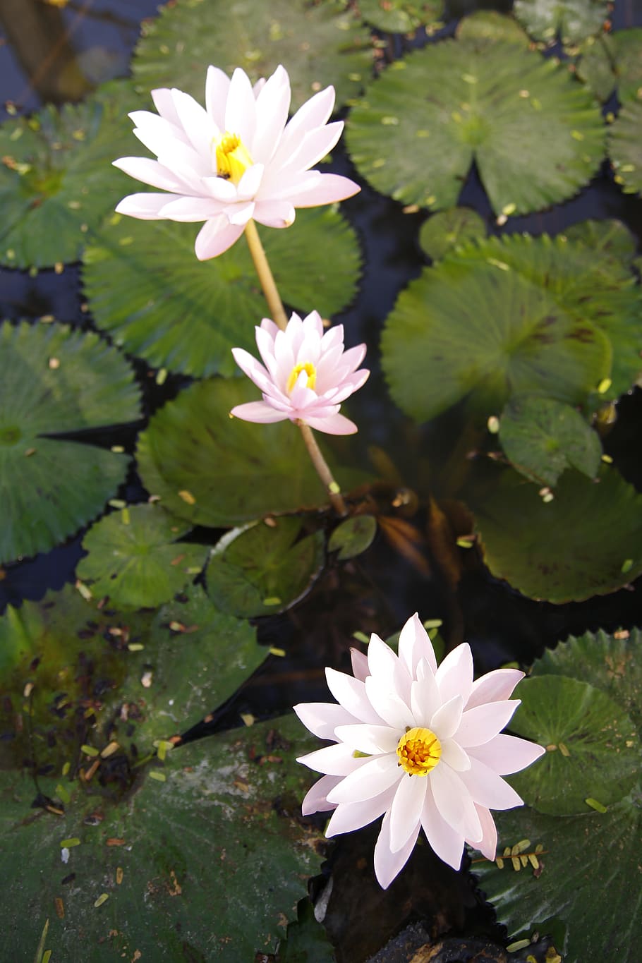 water lily, pond, blossom, flowers, nature, pink, sung, flowering plant, flower, freshness