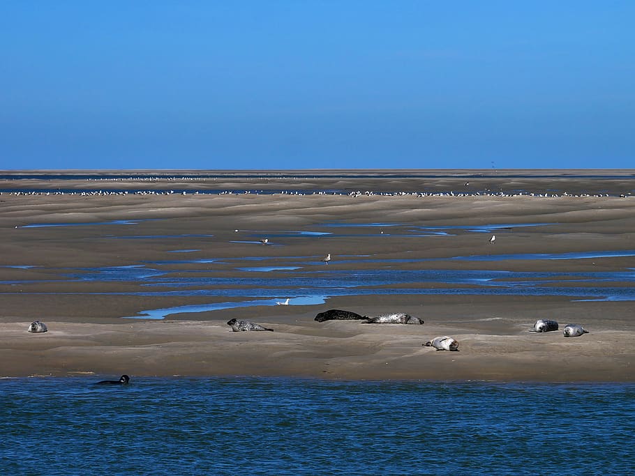 bay of somme, sea, france, landscape, beach, blue, seals, seagulls, graphic, waterpolo