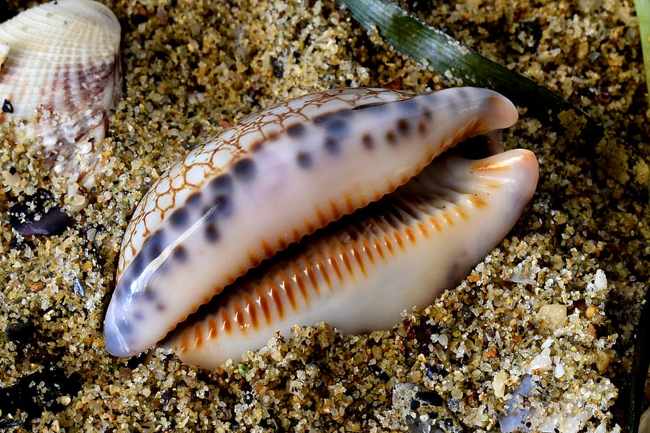 gastropod, cowry, shell, mollusc, beach, sea, sand, summer, animal, coast