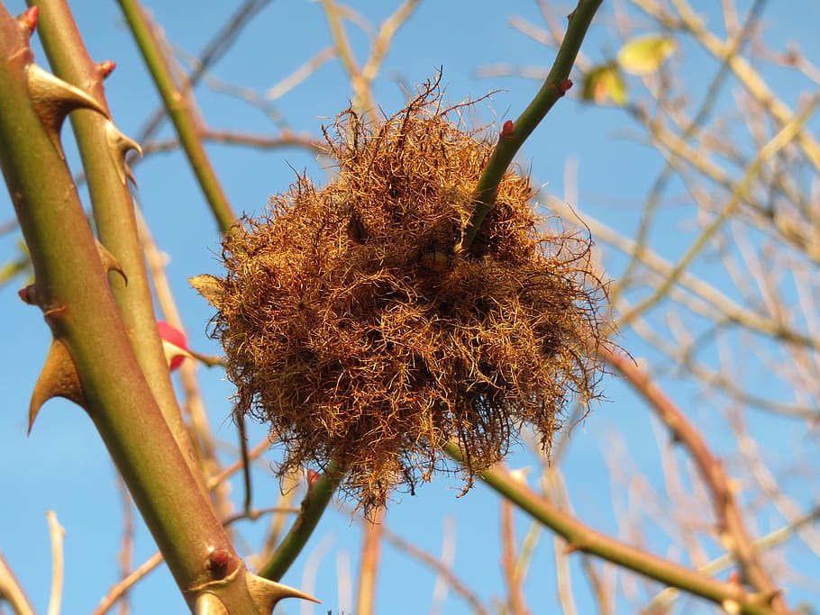 diplolepis rosae, rose bedeguar gall, robin's pincushion gall, moss gall, gall wasp, parasite, insect, eggs, plant, tree