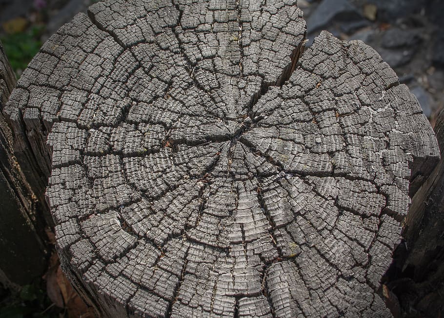 wood, tree, log, nature, bark, close-up, textured, tree stump, cracked, natural pattern