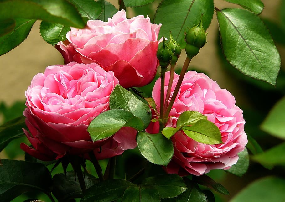 fotografía macro, rosa, clavel, rosas, flores, flor, planta, florecer, fragancia, belleza