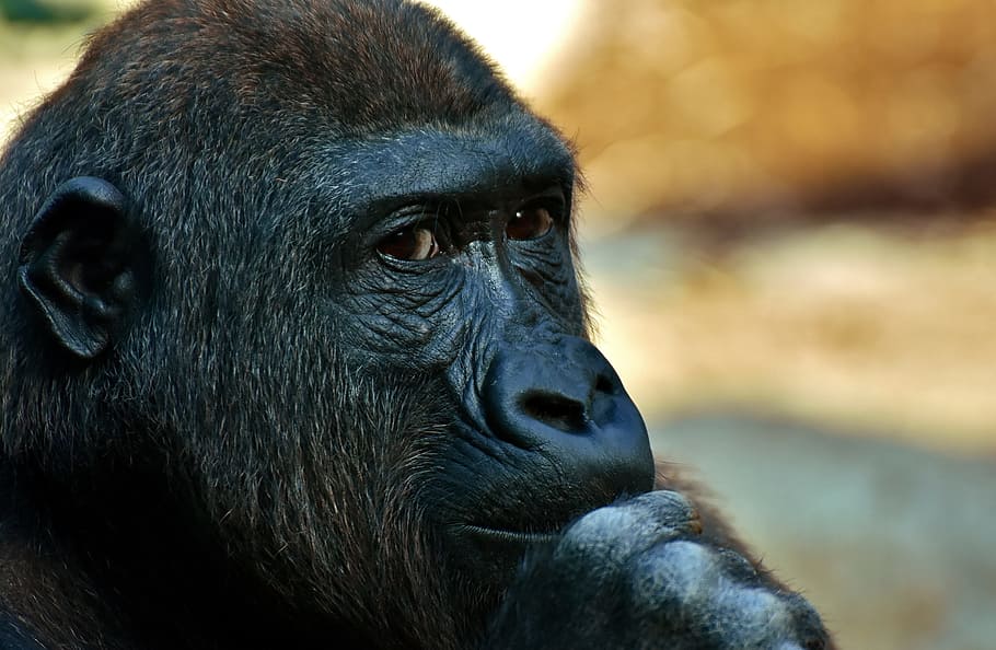 黒 茶色 ゴリラ 猿 動物 動物園 毛皮で覆われた 雑食動物 野生動物の写真 肖像画 Pxfuel