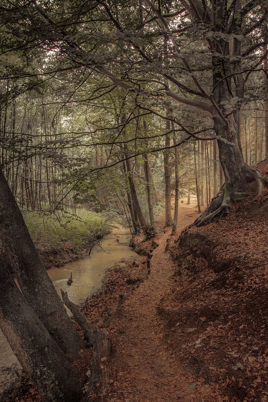 forest, trees, nature, morgenstimmung, fairy tale forest, mood, green-brown, away, lonely, mystical
