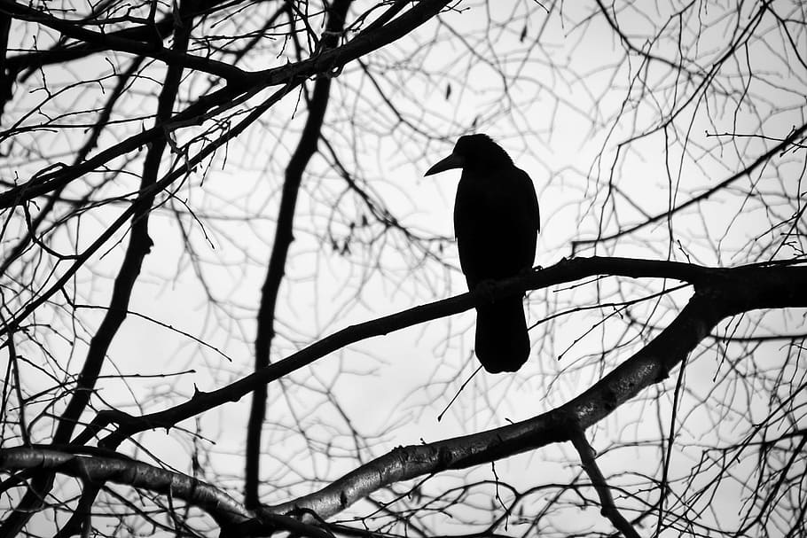 silueta, pájaro, desnudo, árbol, blanco y negro, tristeza, naturaleza,  pico, mosca, animal | Pxfuel