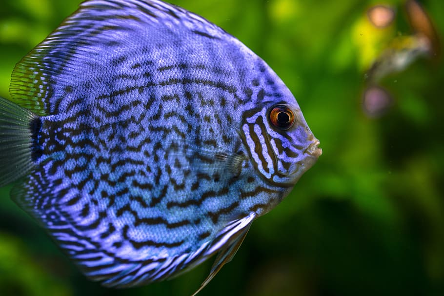 blue, black, aquarium fish, animal, blurred background, closeup, fish, fish  tank, isolated, separated | Pxfuel