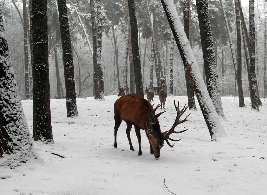 foto, angsa, hutan, rusa merah, tanduk, musim dingin, tergores, taman margasatwa, kehutanan, perburuan