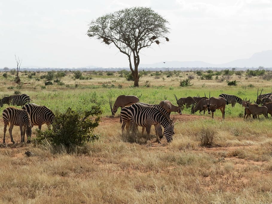 savanna, oryx, zebra, africa, safari, wildlife, antelope, plant, animal, animal themes