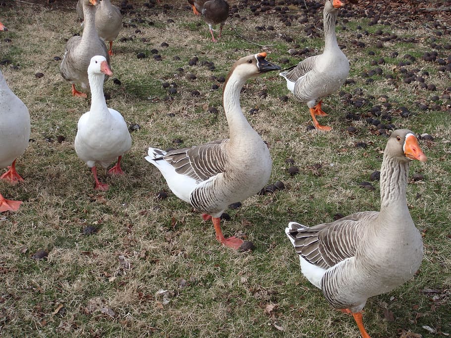 geese, ducks, nature, poultry, beak, feather, group, wild, farm, flock