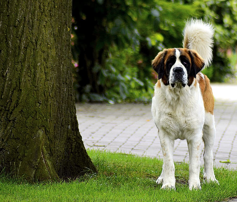 San Bernardo, de pie, al lado, árbol, vigilante, perro, lindo, mascota, animal, perro vigilante