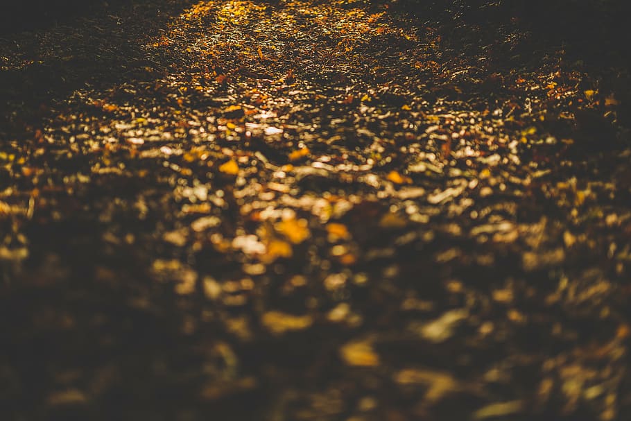 brown, leaves, closeup, photography, withered, soil, sun, rays, autumn, fall