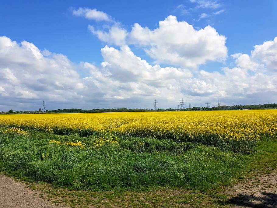 rapeseed, field, nature, agriculture, rural, yellow, beauty in nature, landscape, flower, plant