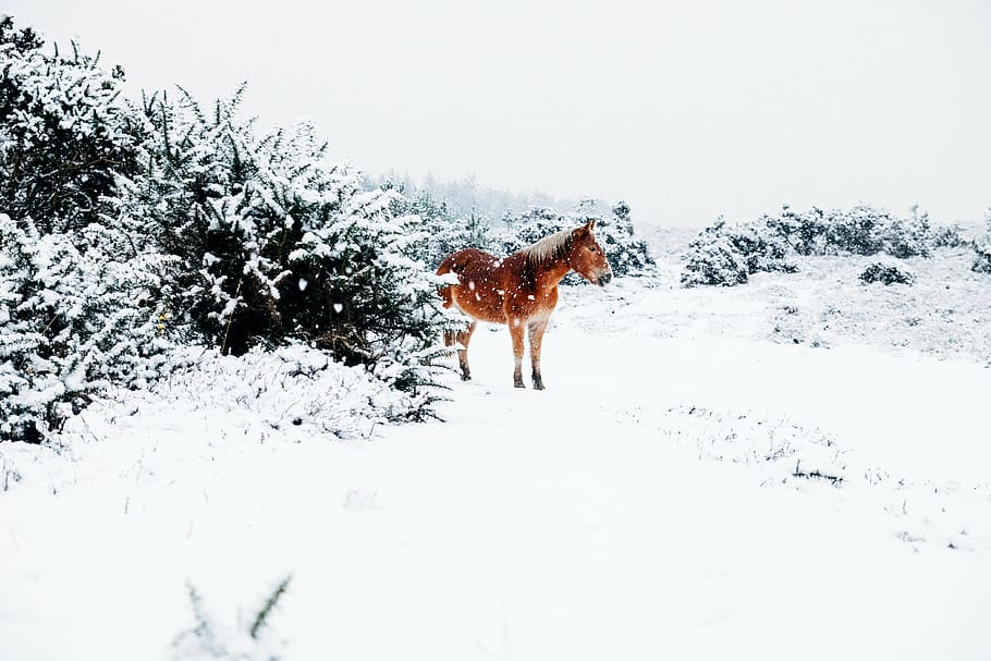 brown, horse, surrounded, snow, animals, winter, cold, white, outdoors, nature