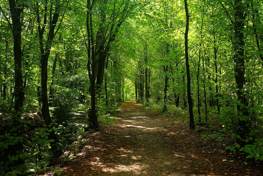 camino, verde, árbol de hoja, bosque, árboles, camino forestal, iluminación, luz solar, paisaje, otoño