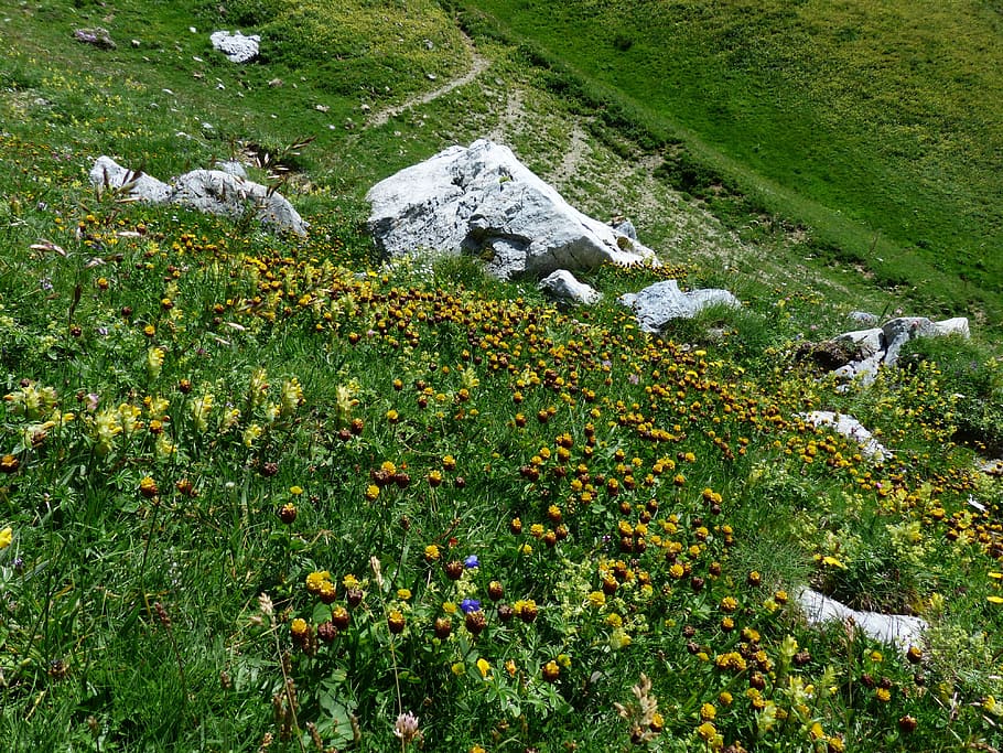 Mountainside, Meadow, Brown, Dress, meadow, brown dress, flowers, yellow, brown, alpine brown dress, trifolium badium