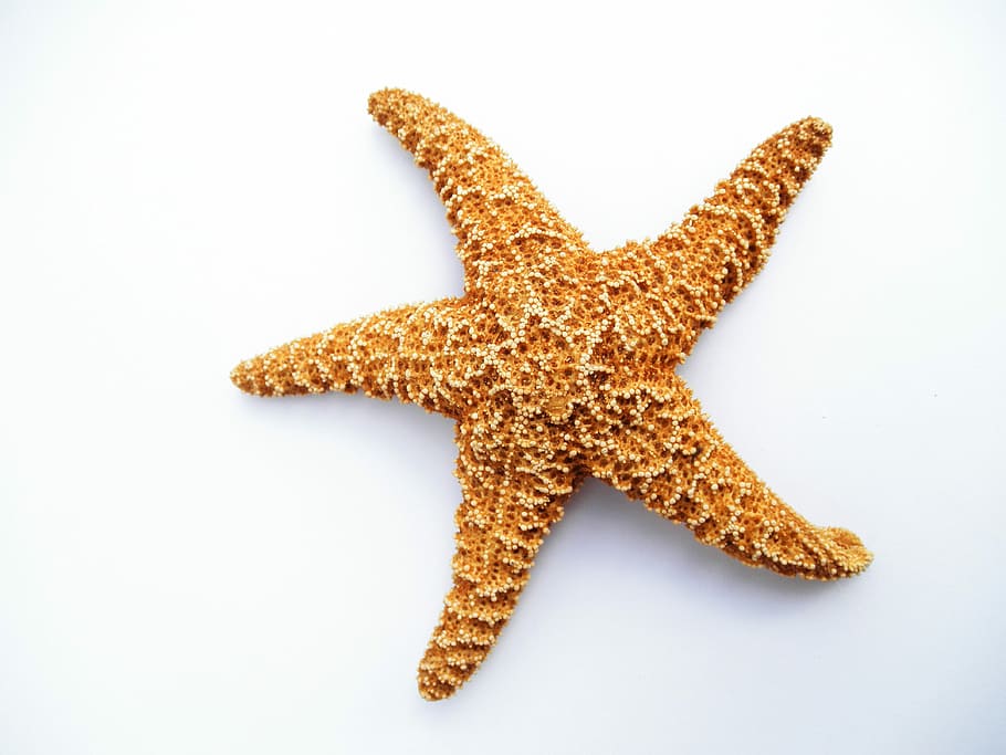 orange star fish, orange star, star fish, starfish, dried, decorative, marine, animal, sea, sea Life