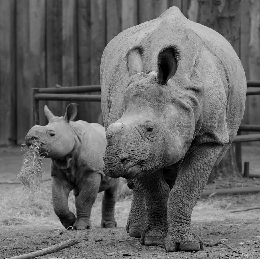 rinoceronte, bebê rinoceronte, animal, mamífero, bezerro, temas animais, grupo de animais, vertebrado, porco, dia