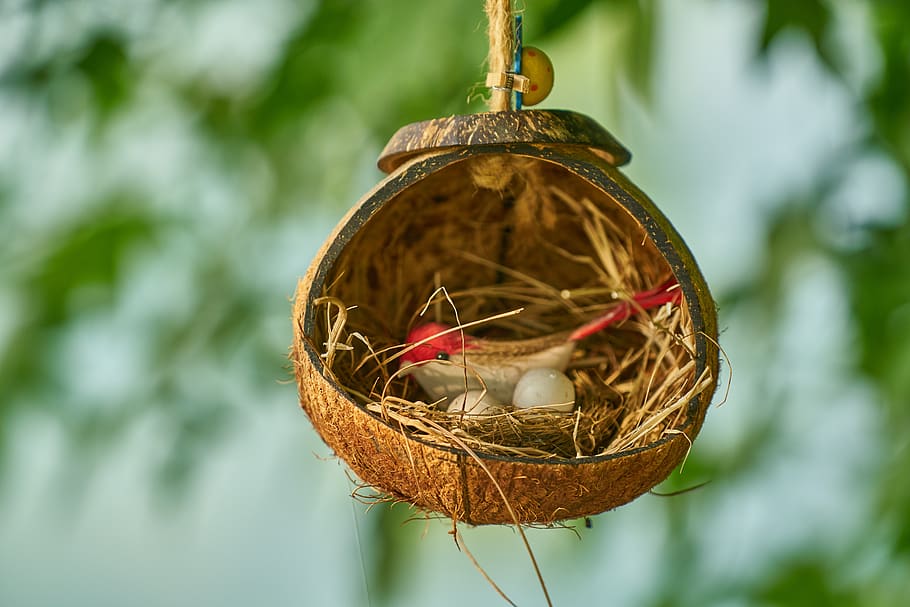 bird, bird's nest, decor, decoration, home, egg, birds, gaga, socket, nature