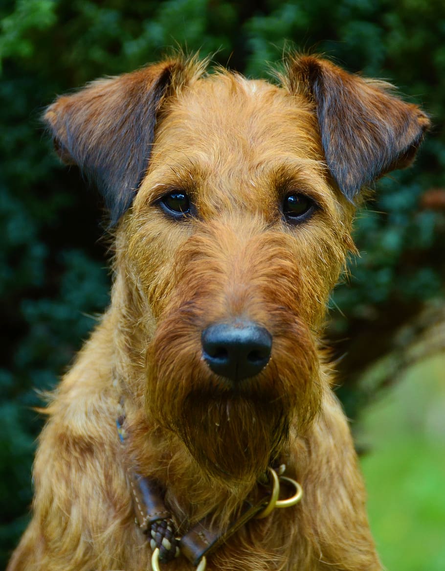 closeup, irish setter, dog, irish terrier, animal portrait, hundeportrait, pet, brown, dog eyes, fur