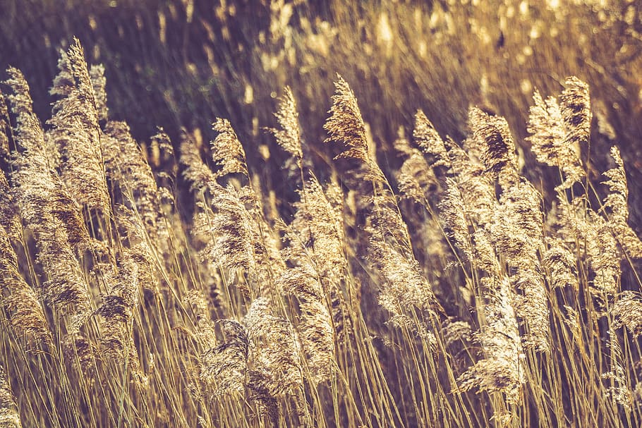 nature, wheat, field, grain, grass, harvest, sway, sky, growth, plant