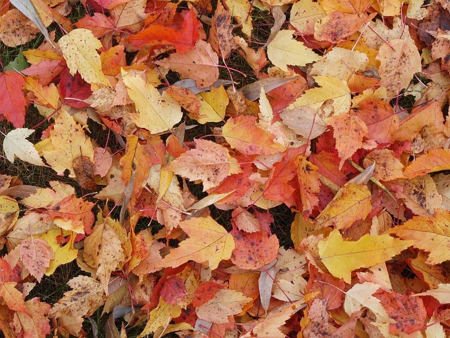  Hojas caídas, amarillo, otoño, hojas amarillas, otoño dorado, fondo, hojas, fondos, fotograma completo, texturado