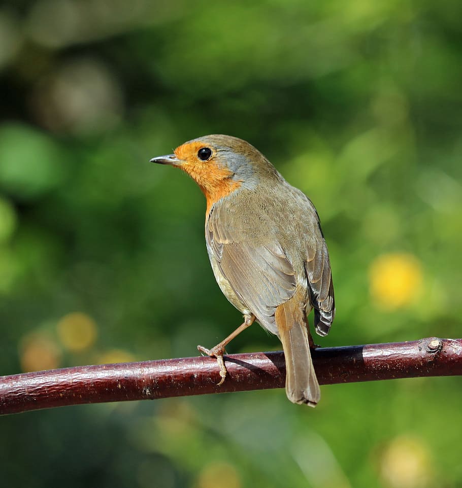 robin, perched, bird, song bird, garden bird, red, redbreast, animal themes, animal, one animal