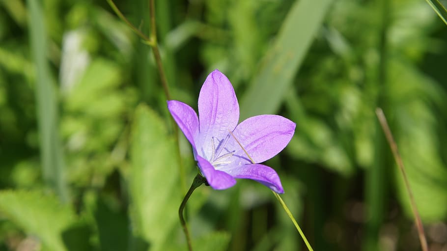 bellflower, flores silvestres, flor, violeta, flores violetas, púrpura, flor  morada, flora, naturaleza, jardín | Pxfuel